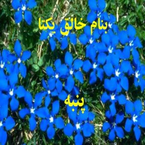 پاورپوینت پنبه